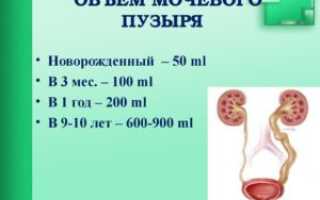 Сколько вмещает мочевой пузырь взрослого человека