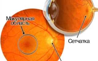 Строение сетчатки