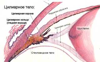 Цилиарная мышца
