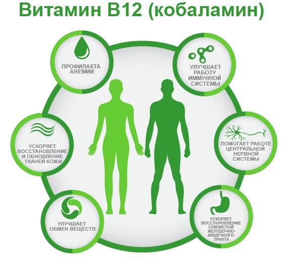 витамин B12 ифографика