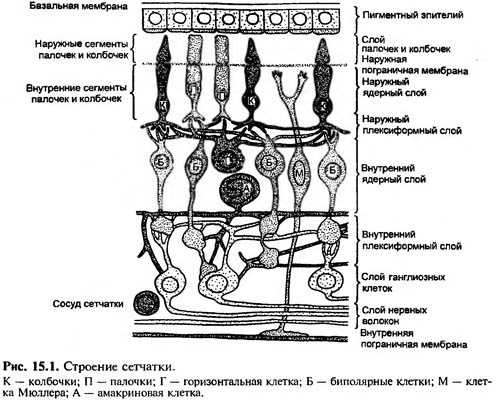 Строение сетчатки