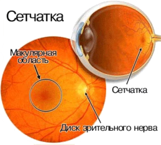 Сетчатка глаза