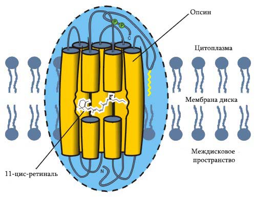 Родопсин