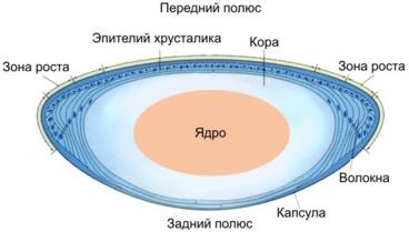 Строение хрусталика