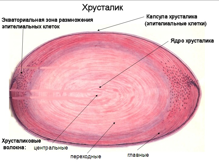 Анатомия хрусталика