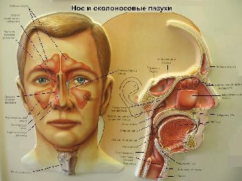 Воспалительные заболевания придаточных пазух носа - одна из причин отека век