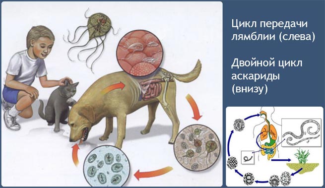 Паразиты у детей Паразиты у ребенка лямблии