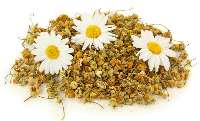 Сушка цветков ромашки Сушка цветков ромашки